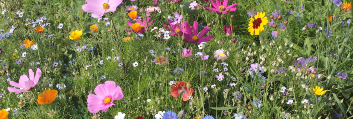 Wildblumenwiese im Sommer