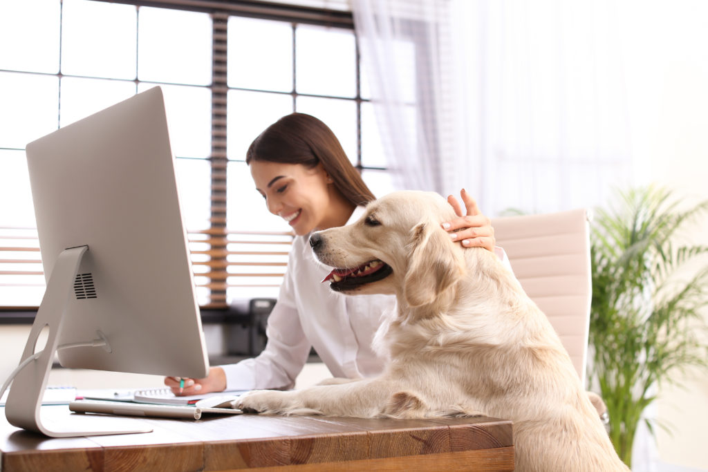 Chefs entscheiden über Tiere im Büro