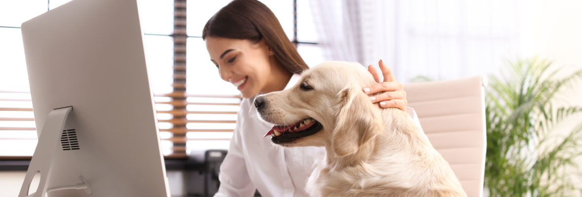 Hund im Büro