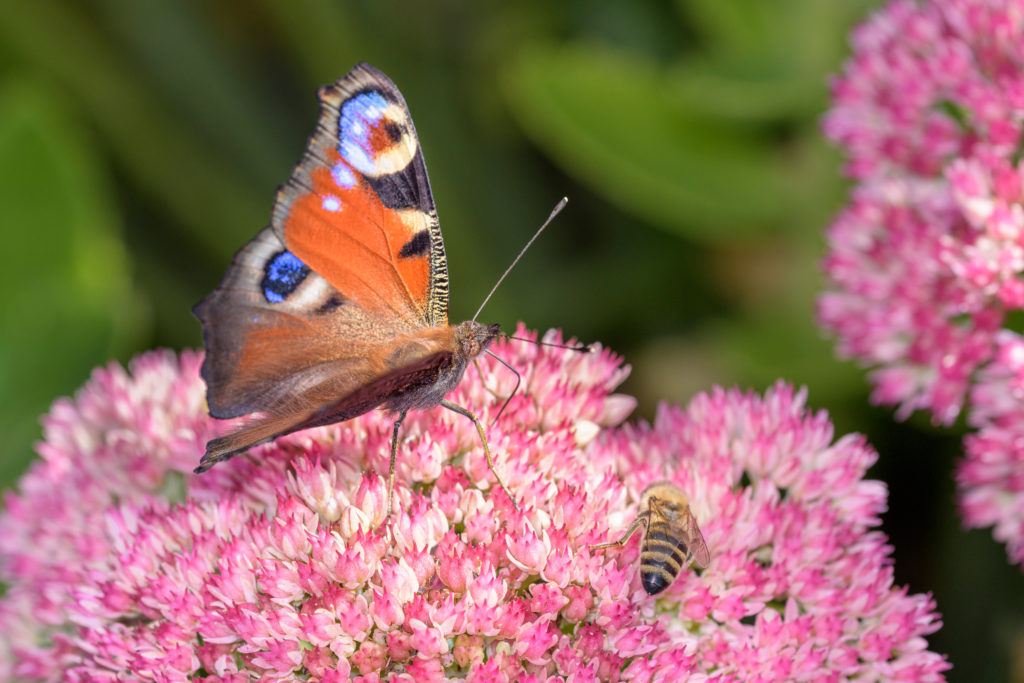 Biodiversität rückt verstärkt in den Fokus von Politik und Wirtschaft