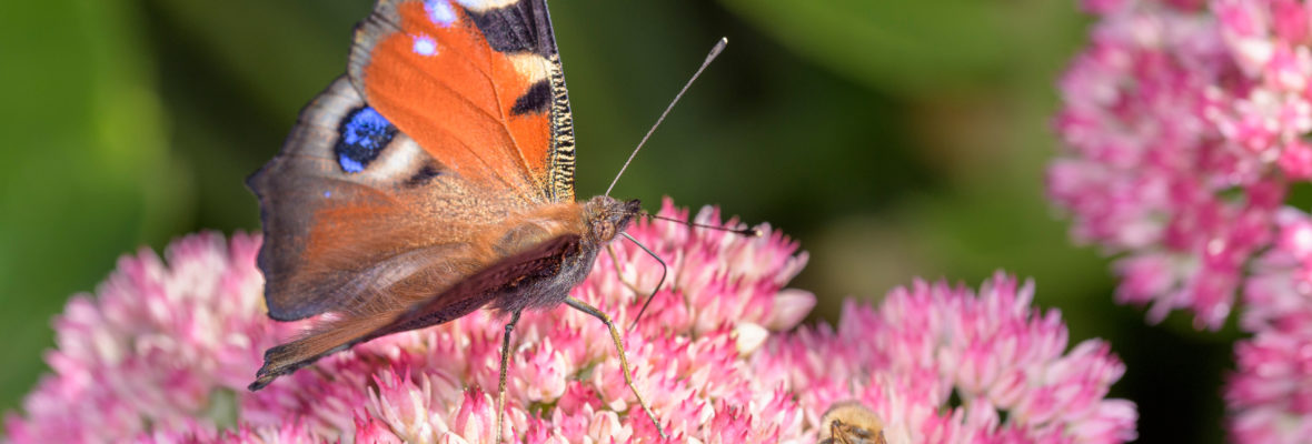 Schmetterling auf Blume